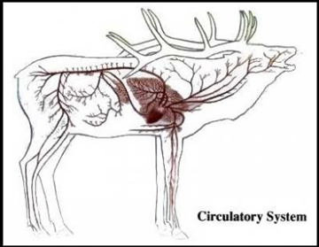 Elk Circulatory System