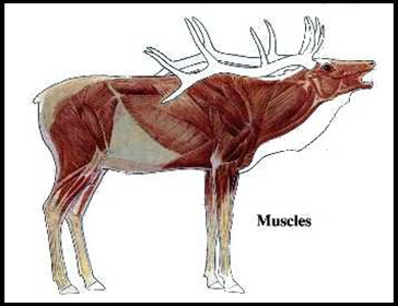 Elk Muscles