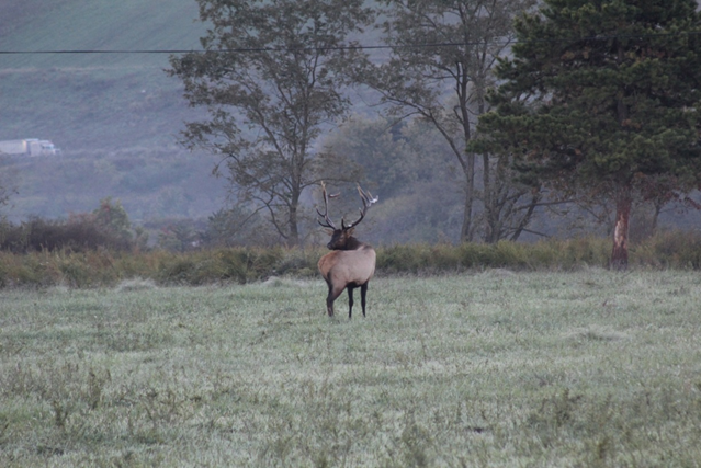 Elk in field near tree rub