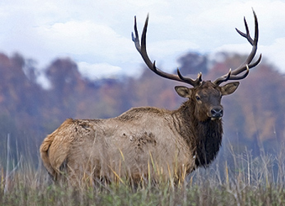 Elk