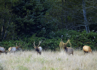 Elk in field