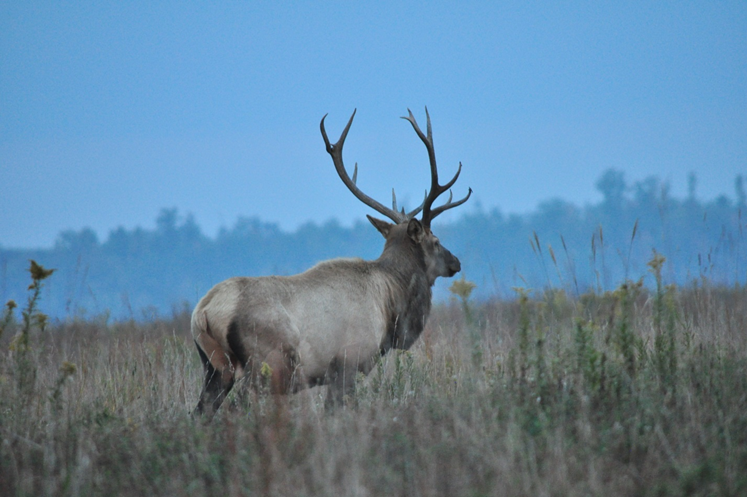 Adult Bull Quartering Away