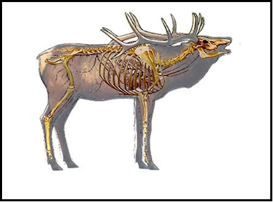 Elk Anatomy Shot Placement - Anatomical Charts & Posters