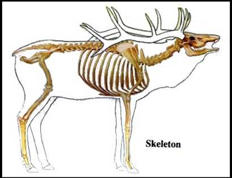 Elk Skeleton