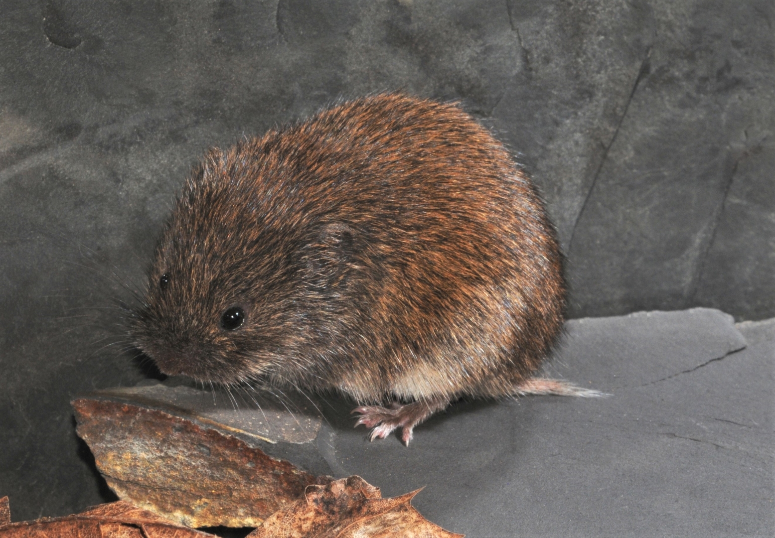 southern bog lemming